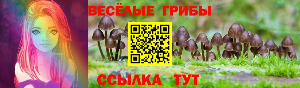 Зеленогорск  Псилоцибиновые грибы Cubensis  Вход с VPN 
